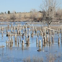 Loss of thousands of trees at Chatfield State Park is 'heartbreaking'