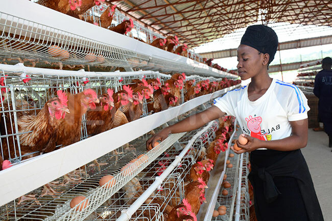  rossy akyanzi a worker at poultry project at awumu residential emonstration arm 