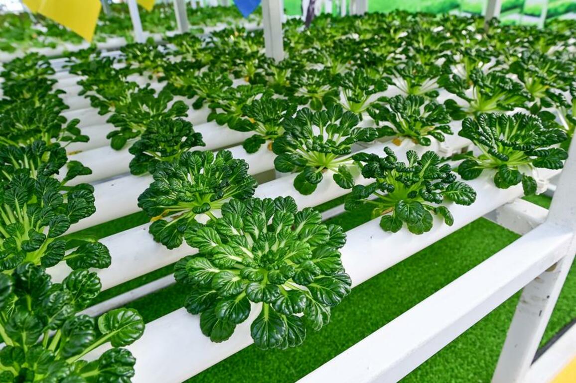 From desert to oasis -- Smart greenhouses redefine agriculture in China's Xinjiang