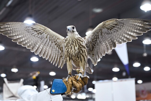 KUWAIT-HAWALLI GOVERNORATE-FALCONS EXHIBITION