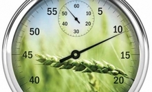 Timing is key to controlling powdery mildew in wheat