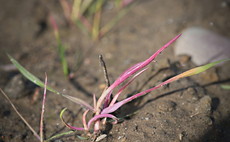 Take Control of Grass-Weeds This Autumn — Read the New Focus Guide and Win a Milwaukee Grease Gun Kit and a can of Fundatis®