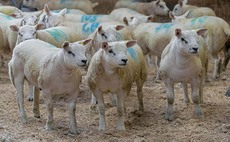 America remains sheepmeat priority for exports in 2023