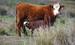 Cooler weather and short, fresh pasture growth can trigger mineral imbalances and metabolic disorders in pregnant and lactating cattle. Credit: Pamela Lawson.