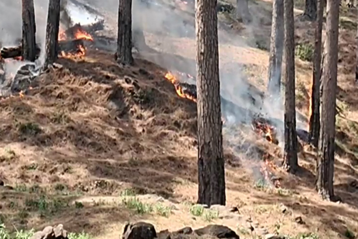 Jammu and Kashmir: Forest officials battle growing fires amid dry spell in Rajouri