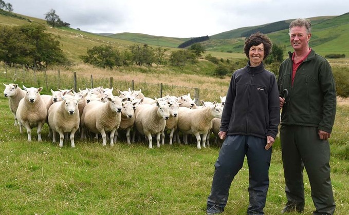 Sheep special: New chapter pending on Northumberland hill farm
