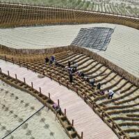 EcoChina | Green belt project transforms Taklimakan Desert in NW China's Xinjiang