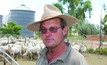 Sheep and saltbush thrive in the dry