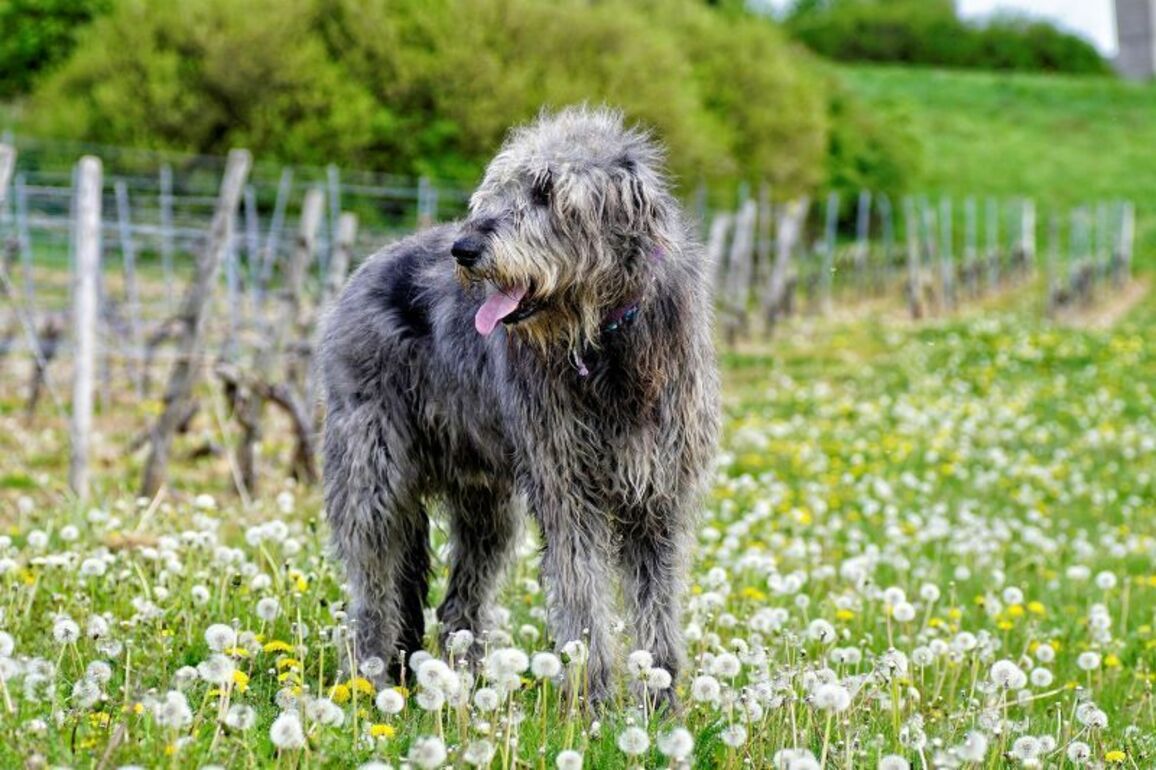 Irish wolfhounds - fun facts and history
