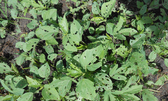 Pests, disease frustrate NARO's effort to enhancing vegetable seed Pests, disease frustrate NARO's effort to enhancing vegetable seed