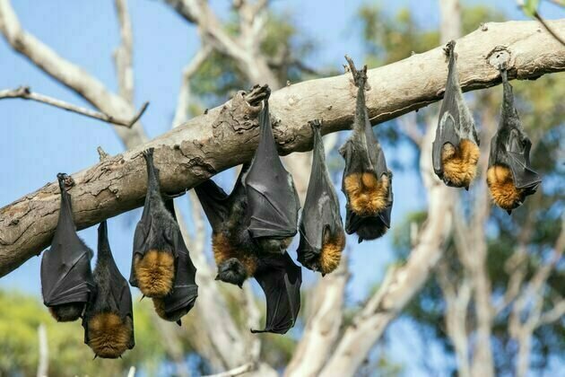 What is Australian bat lyssavirus? Can I catch it from bat poo? What if bats roost near me?