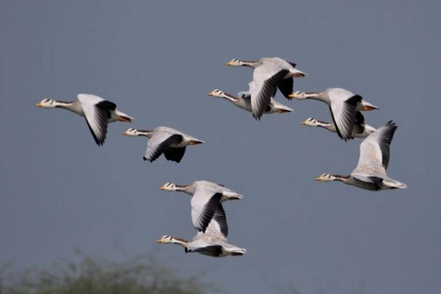 Yogi-led UP govt to host 7th edition of Nature and Bird Festival in Feb
