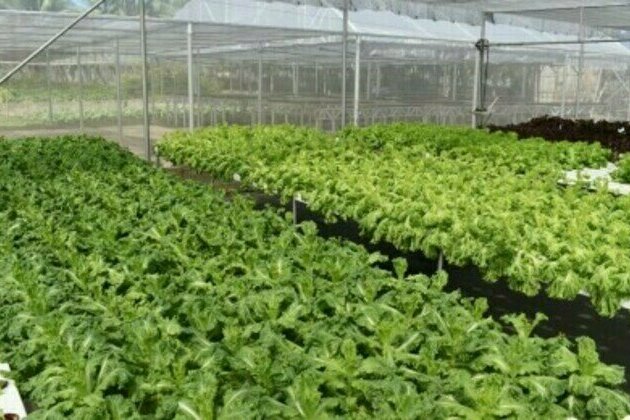 Antique's upland farmers start planting high-value crops