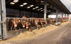 Maximising home-grown feed for beef finishers
