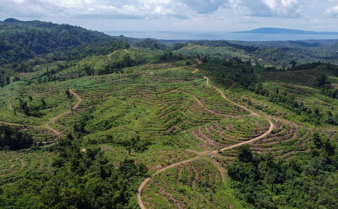 Papua New Guinea's rainforest in under threat from the palm oil industry | Credit: Global Witness