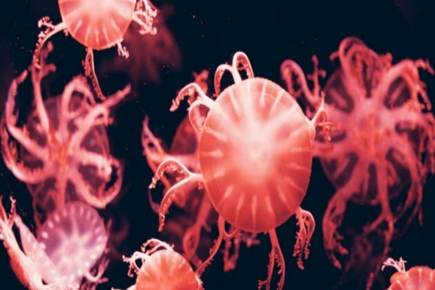 Microorganisms linked to human health and diet