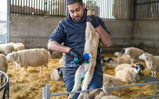 Partner Insight: Save lambs and improve flock performance with better navel care