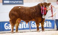 Stirling bull sales: High of 36,000gns for Limousins