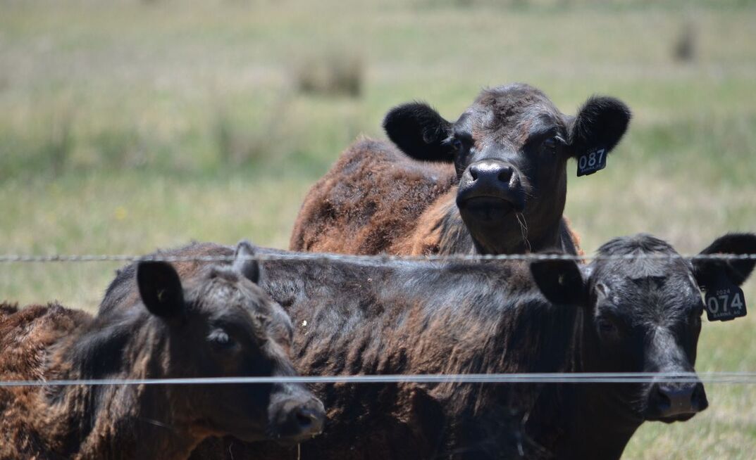 Rabobank considers what's driving record cattle exports.