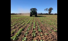  BASF's LibertyLink system includes a GM canola and herbicide. Image courtesy BASF.