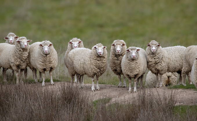 Australian lamb and mutton exports hit record high