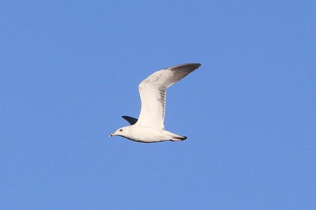Jordan safeguards millions of migratory birds journeying along vital flyway