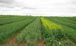 World-first crop forecasting technology unveiled