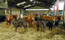 Metabolic disease in spring calving suckler cows