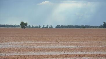 Rain has provided a favourable beginning to the season in multiple regions across Australia. 