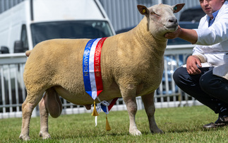 Boyo flock takes top titles at Staffordshire County Show