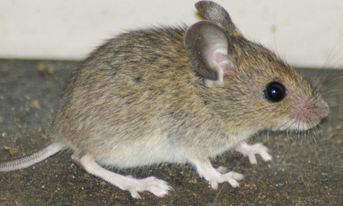 New cancer drug reverses intellectual disability in mice New cancer drug reverses intellectual disability in mice