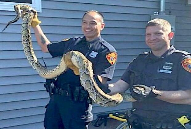 8-foot python captured by police on driveway of New York home