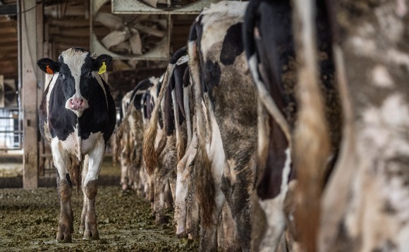 PE-backed China Youran Dairy loses ground after $643m HK IPO