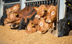 New recommendations for monitoring use of antibiotics on beef farms