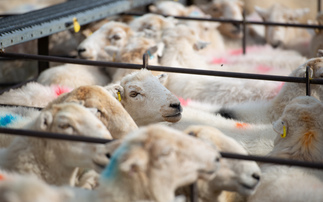 Lamb prices hold as sale season begins