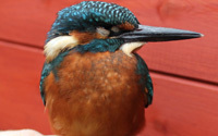 Jewson assists animal sanctuary following floods