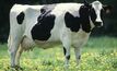 Facial eczema risk eases for cows