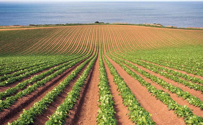 Agronomy tips to help potatoes catch up