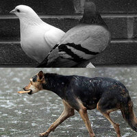 Saamna criticises focus on pigeons and stray dogs over humans; says people suffer from hunger, disease, and poverty