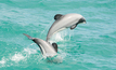  Dolphin habitats expanded but PEPANZ says no danger from seismic to marine mammals 