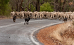 The Australian Government is seeking someone to advocate for its live sheep export phase out- a job ALEC describes as a poisoned chalice. 