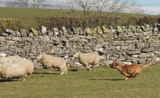 Sheep flock killed and injured during livestock worrying attack