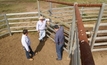 Cattle-whispering the key to yard design