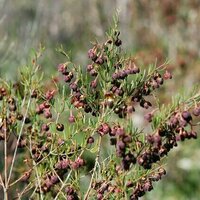 A weird group of boronias puzzled botanists for decades. Now we've solved the pollination mystery