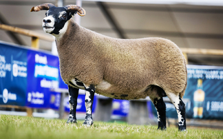 Blackface ewe triumphs for third time at Royal Highland Show