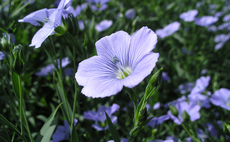 Is linseed the spring rotational reset crop?