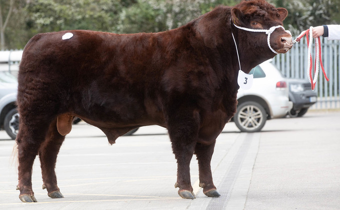 Lincoln Red bulls sell to 8,000gns at Melton Mowbray