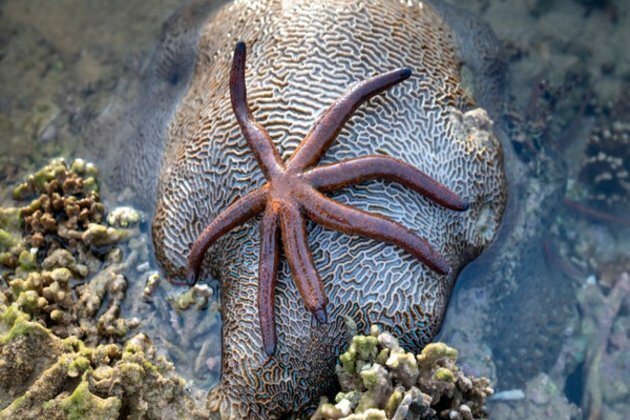 Scientists detect sea star hybridization in North Atlantic Ocean
