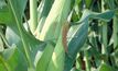 GM corn may hit Aussie shelves