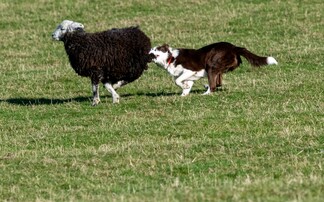 'Ignorant' dog owners keep livestock worrying costs high for farmers